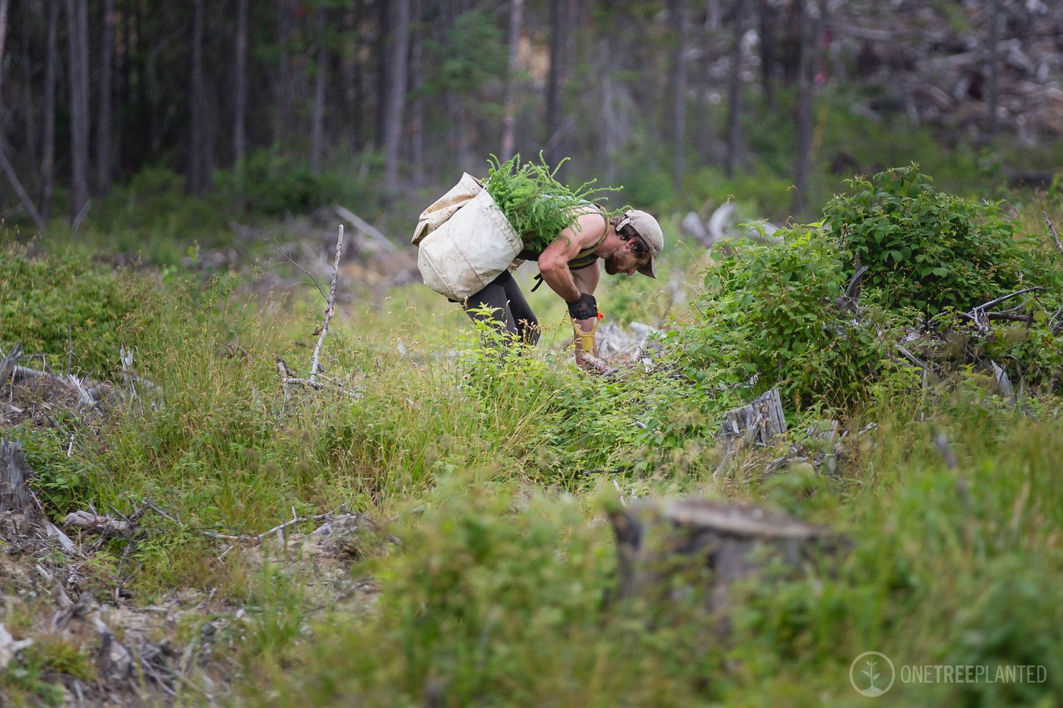 Bomen planten voor een beter milieu