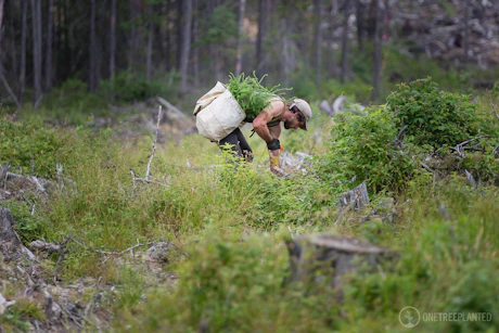Afbeelding bij artikel Wij gaan alvast bomen planten