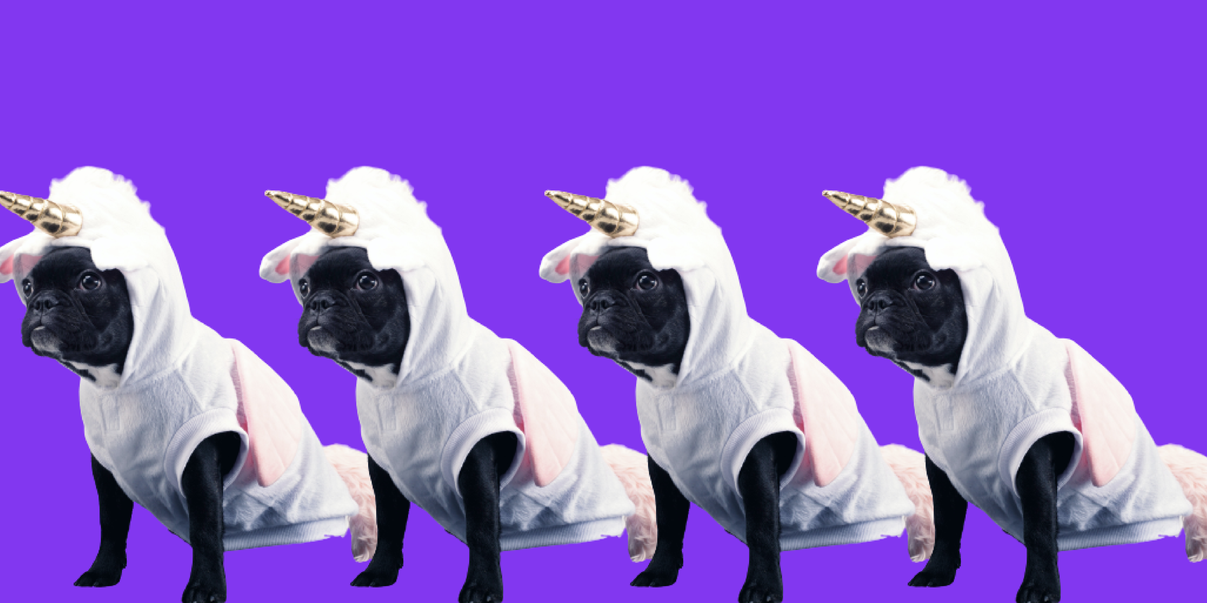 Hoorntje het hondje in eenhoornpak