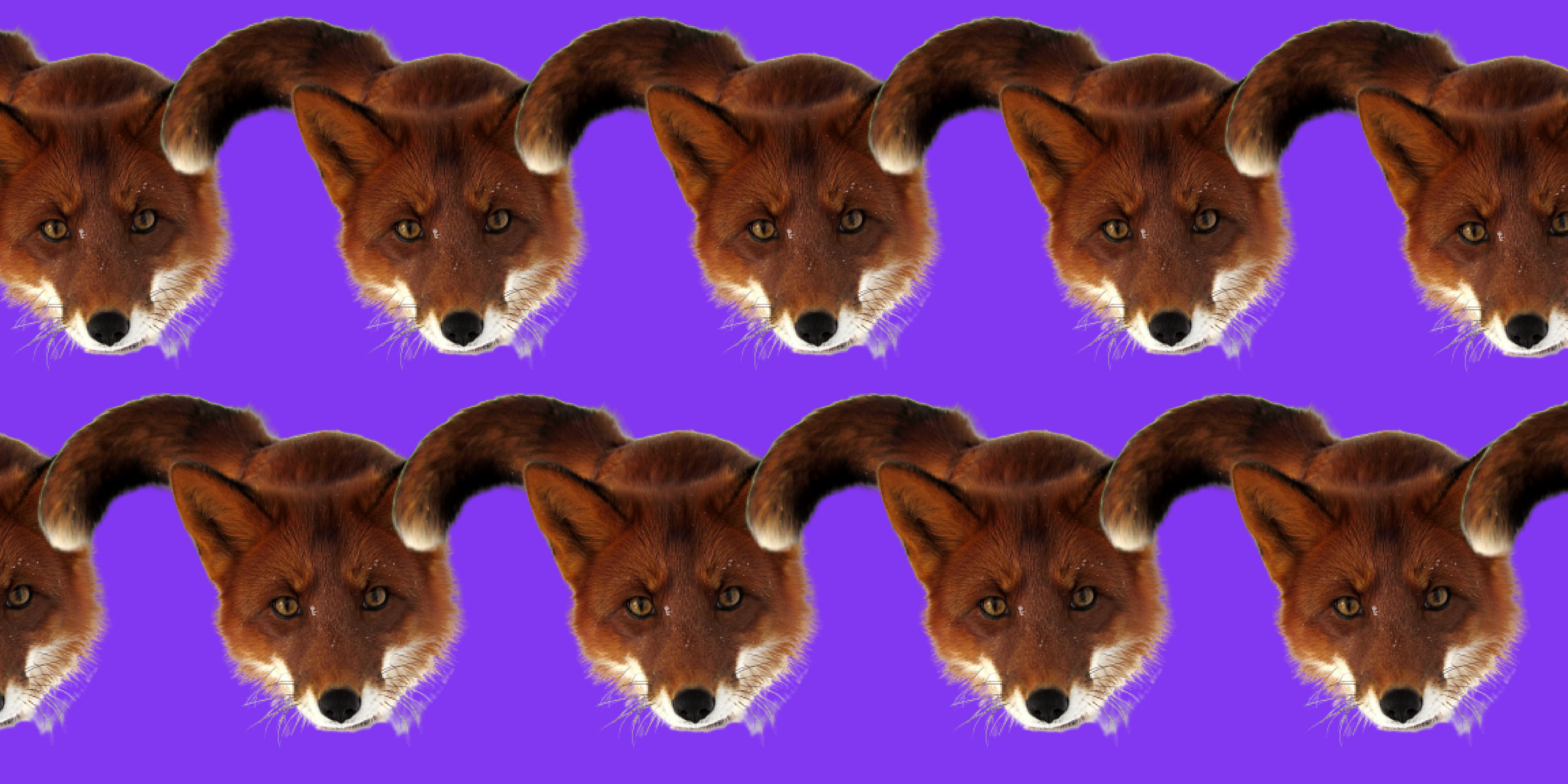 Foxie; de Foxpass vos