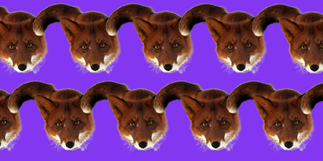 Foxie; de Foxpass vos