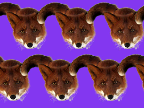Foxie; de Foxpass vos