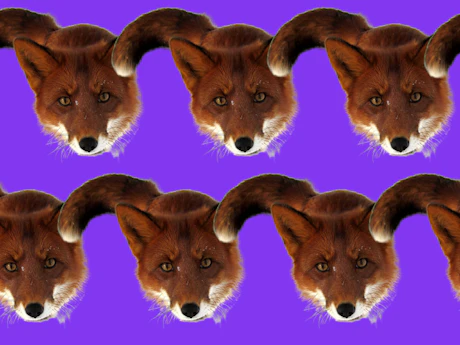 Foxie; de Foxpass vos